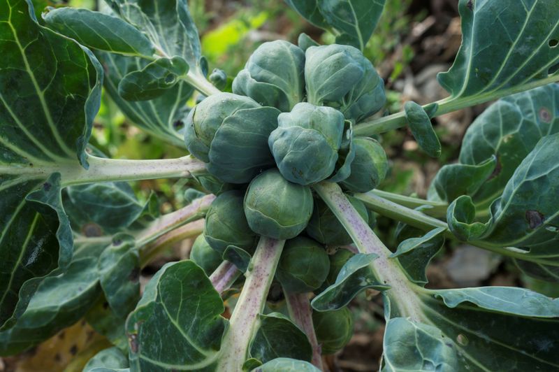 Brussels Sprouts
