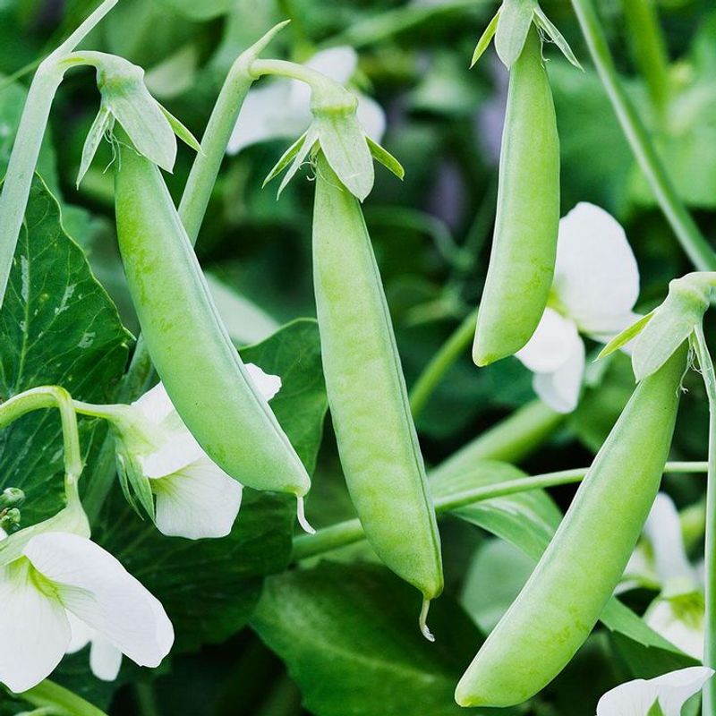 Peas