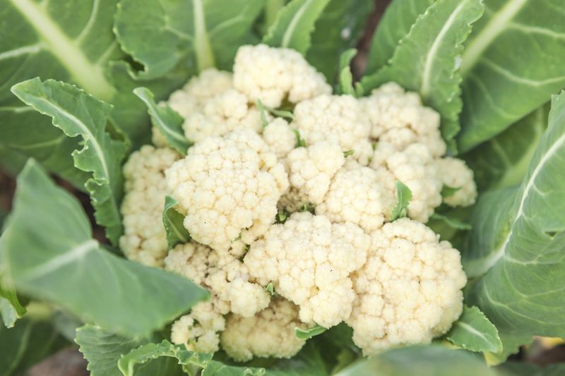 Cauliflower