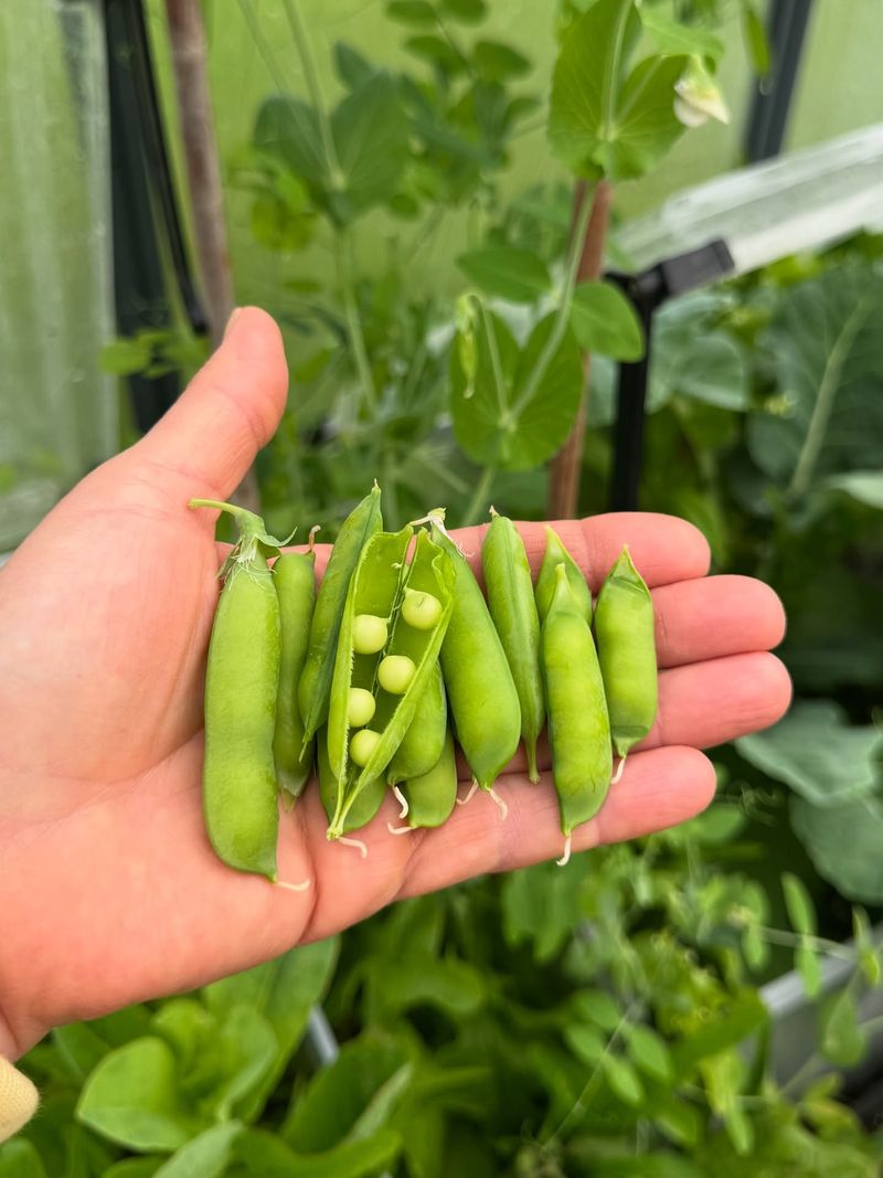 Peas