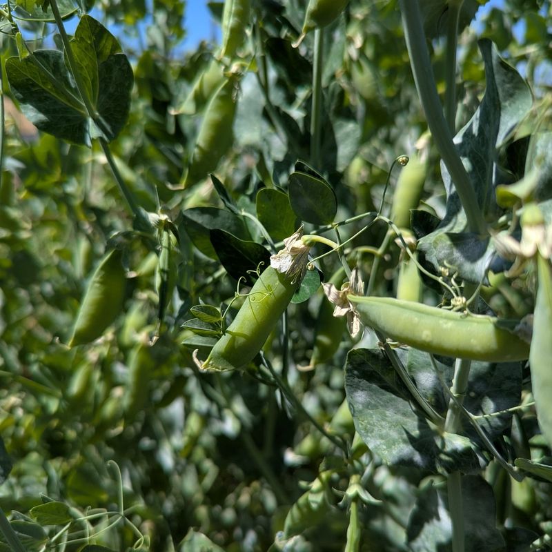 Peas