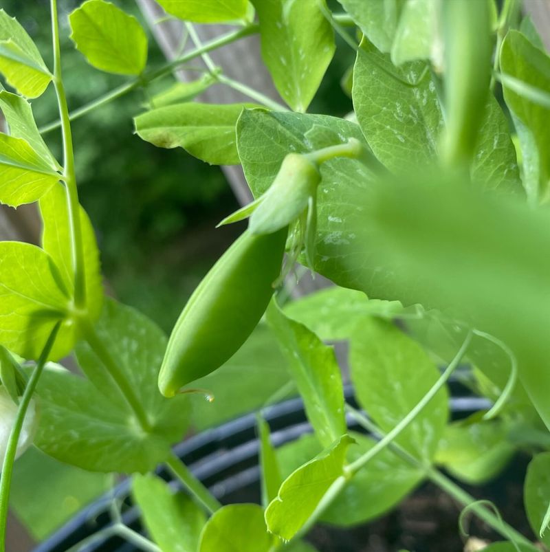 Peas