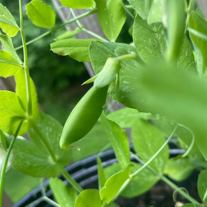 Peas