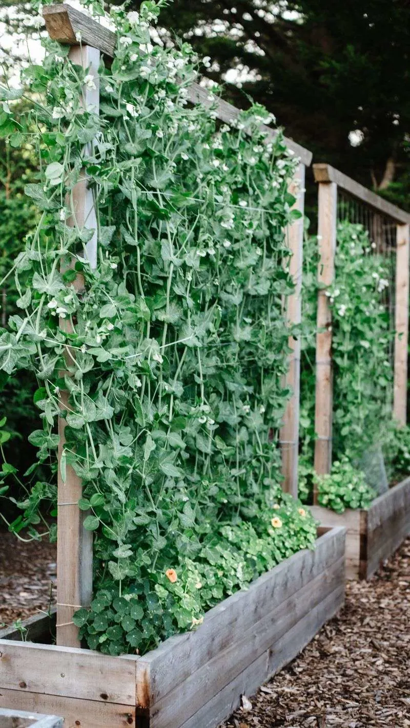 Peas