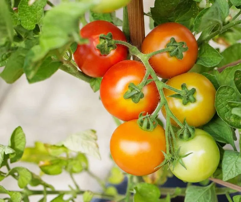 Tomatoes