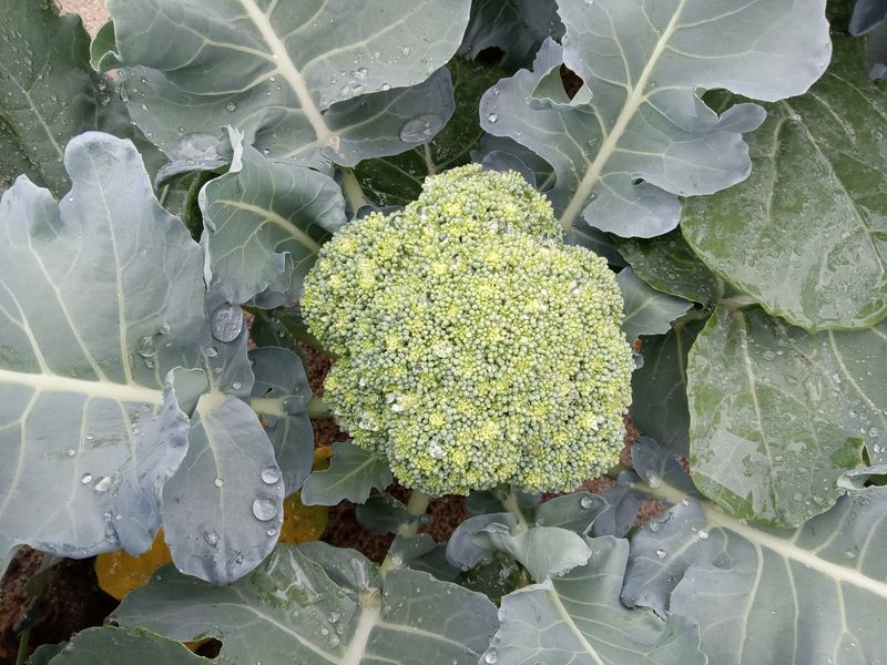 Broccoli