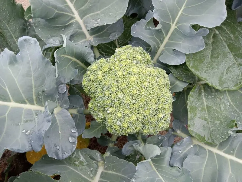 Broccoli