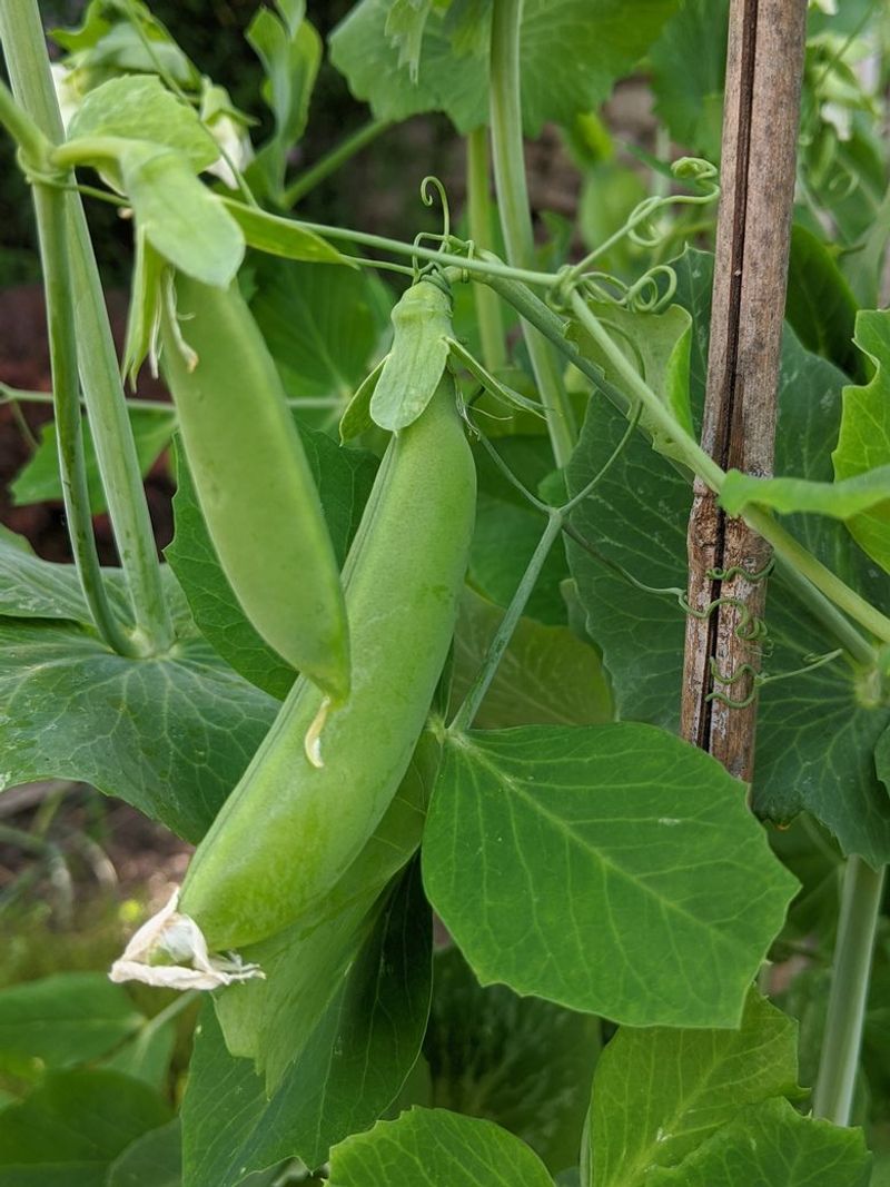 Peas and Mint