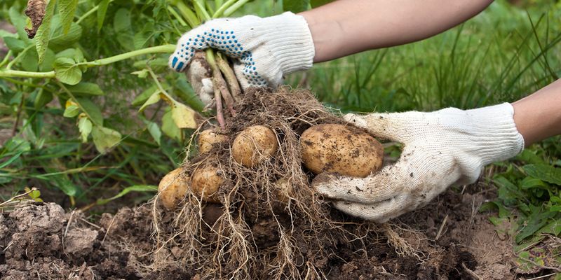 Potatoes