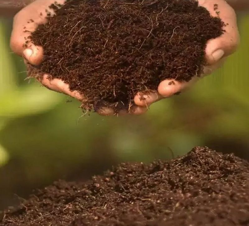 Peat Moss