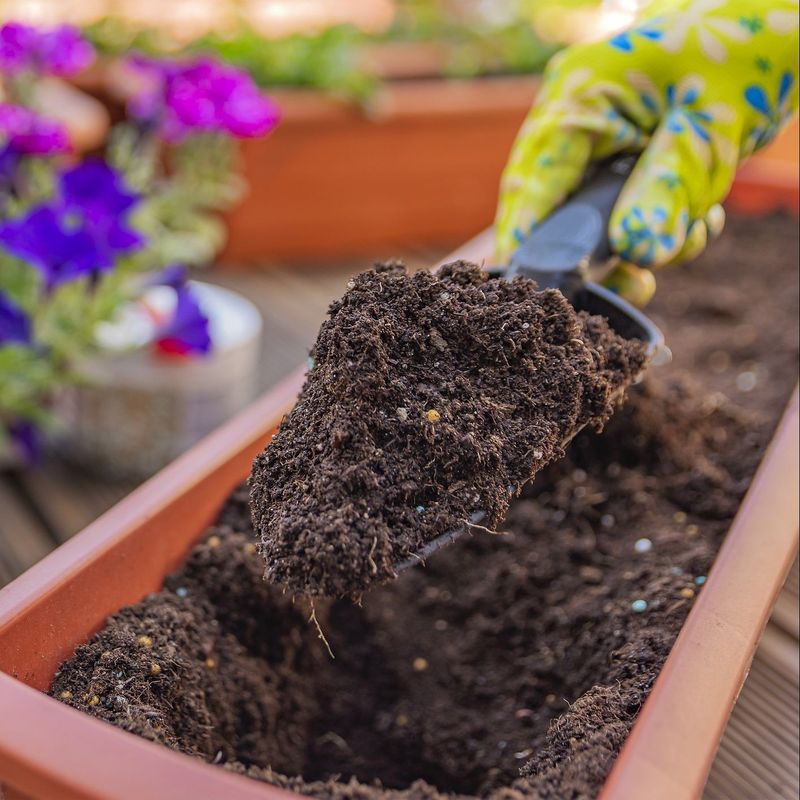 Peat Moss