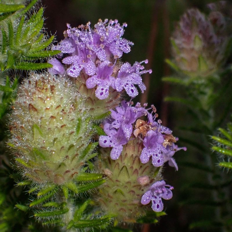 Pennyroyal