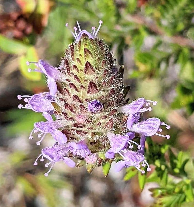 Pennyroyal