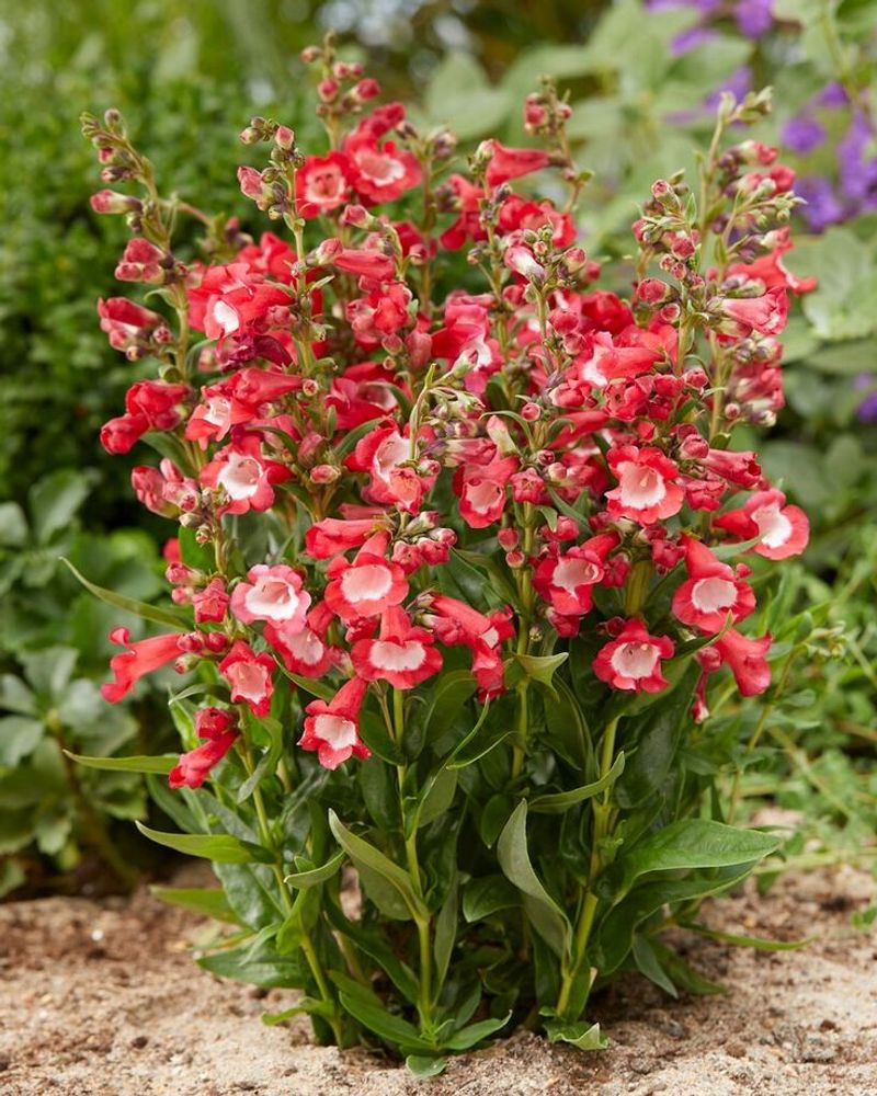 Penstemon