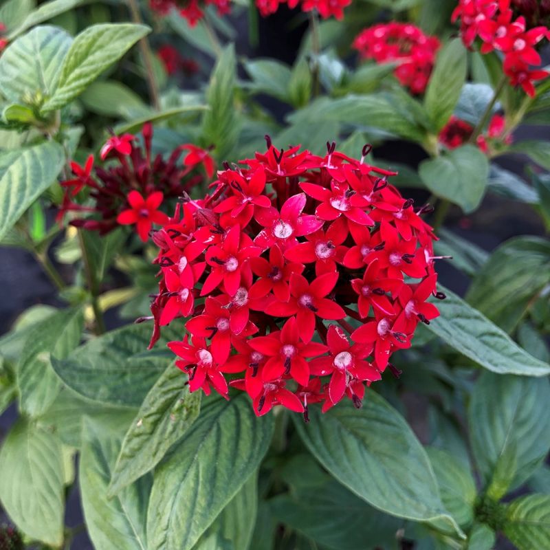 Pentas