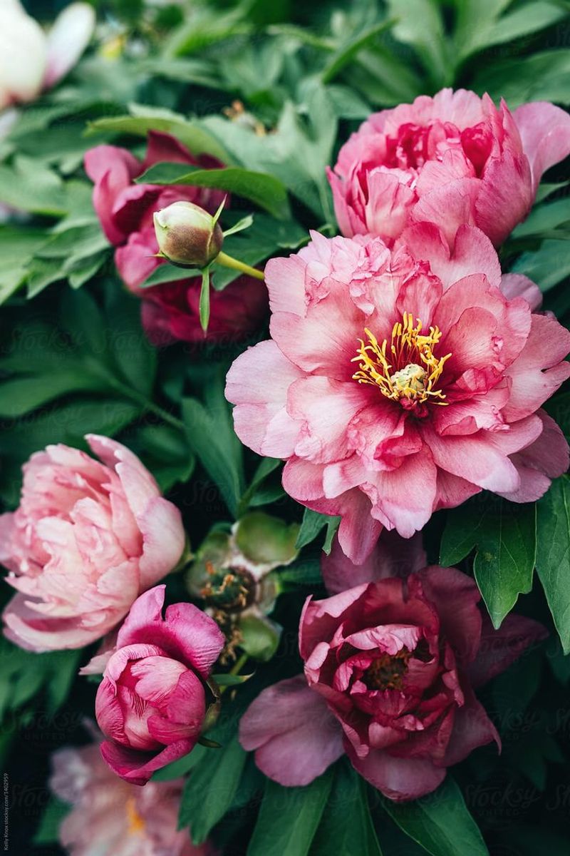 Peonies