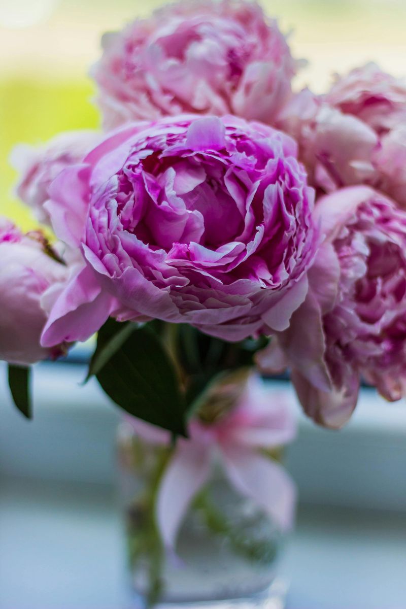 Peonies
