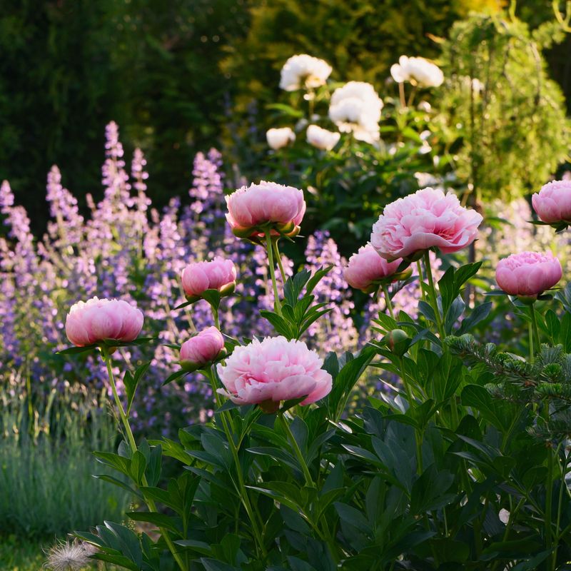Peonies and Catmint