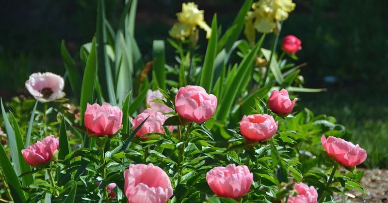 Peonies and Irises