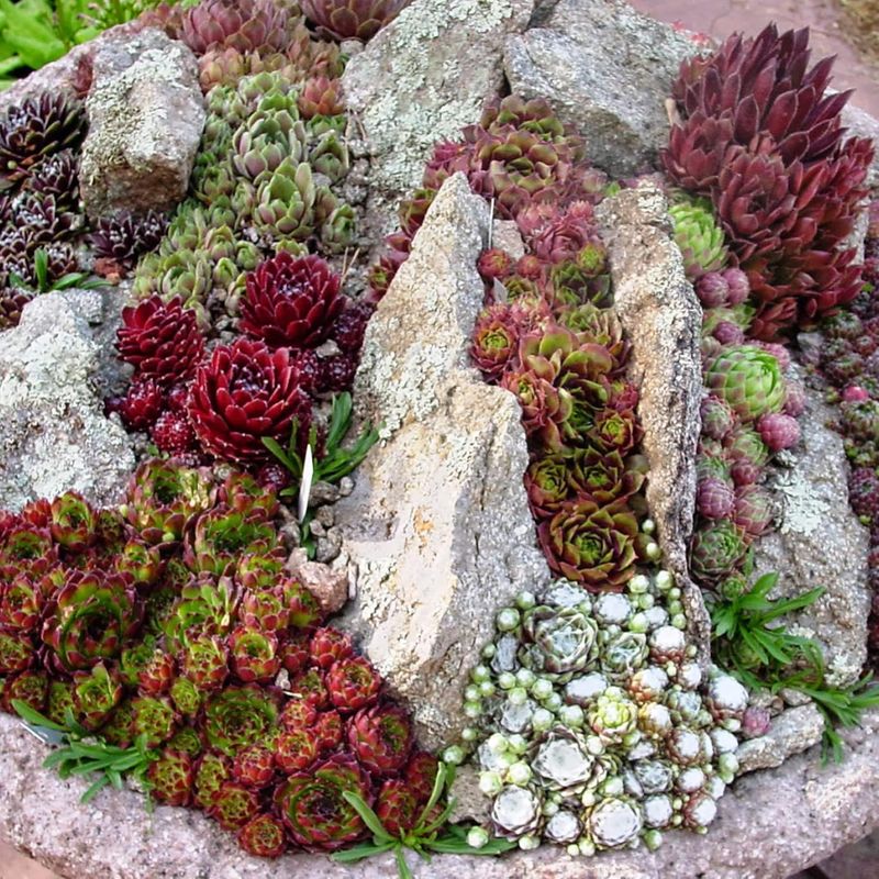 Sedum