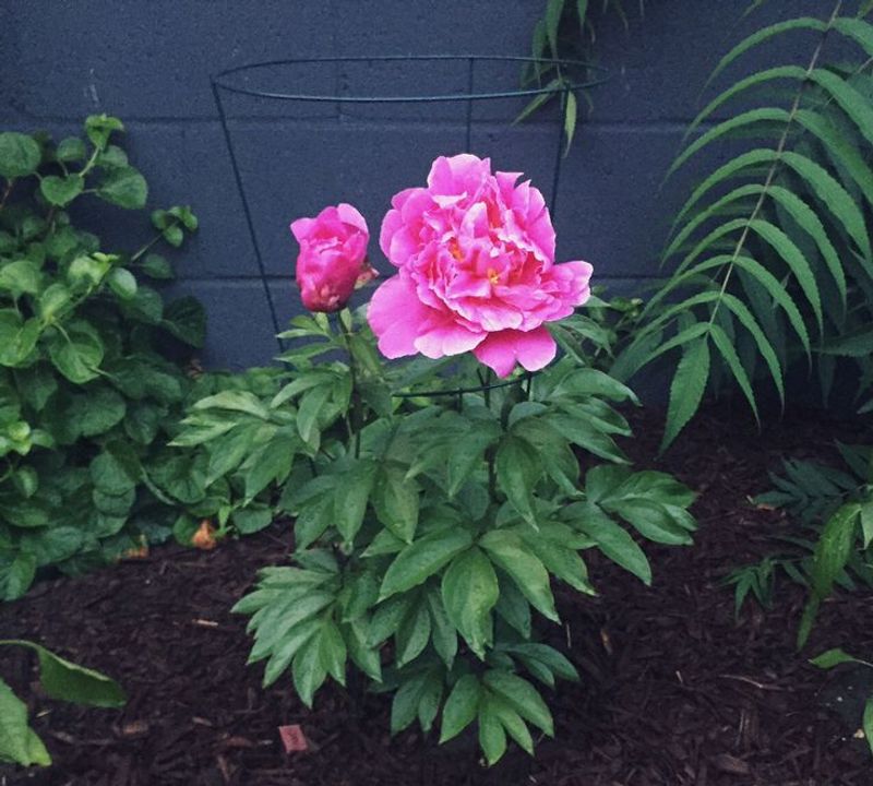 Peony