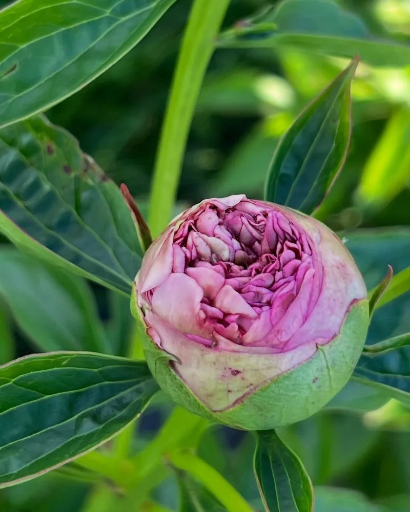 Peony