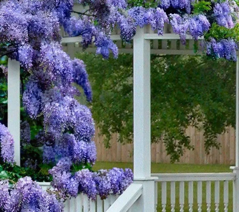 Wisteria