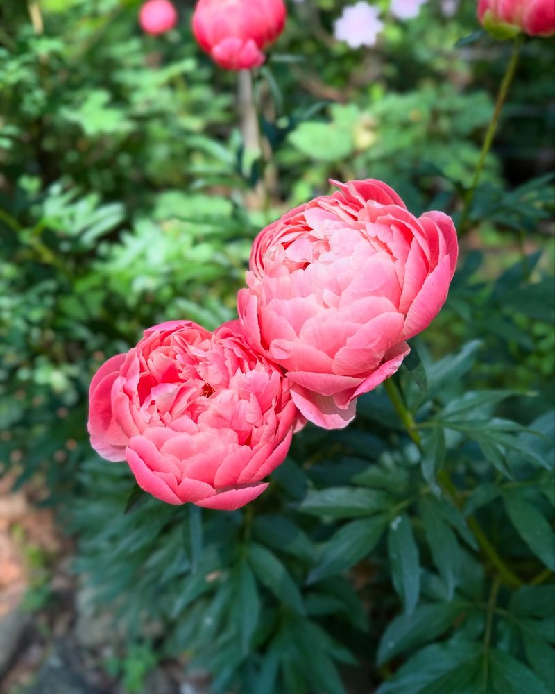 Peony