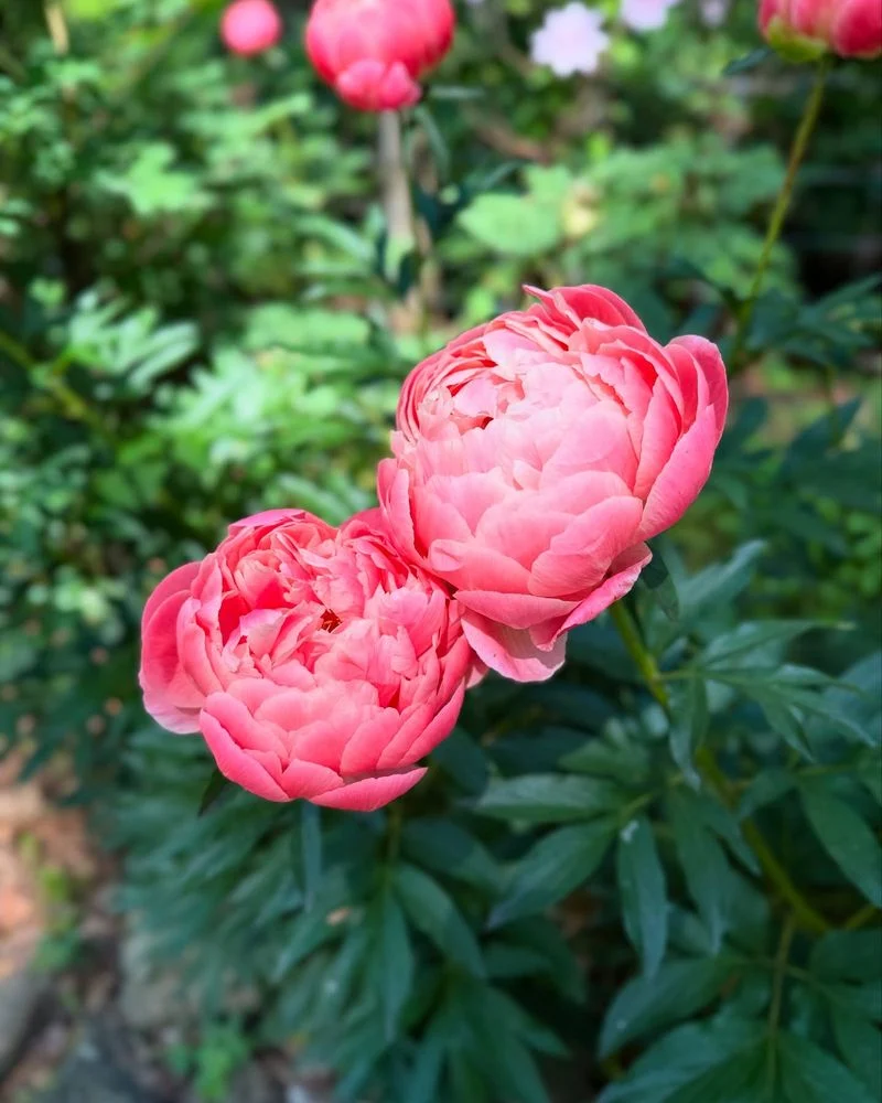 Peony