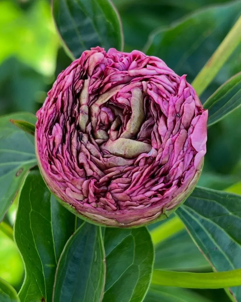 Peony
