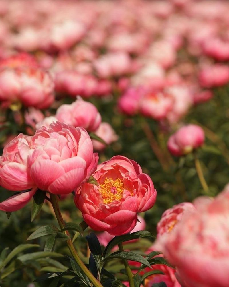 Peony