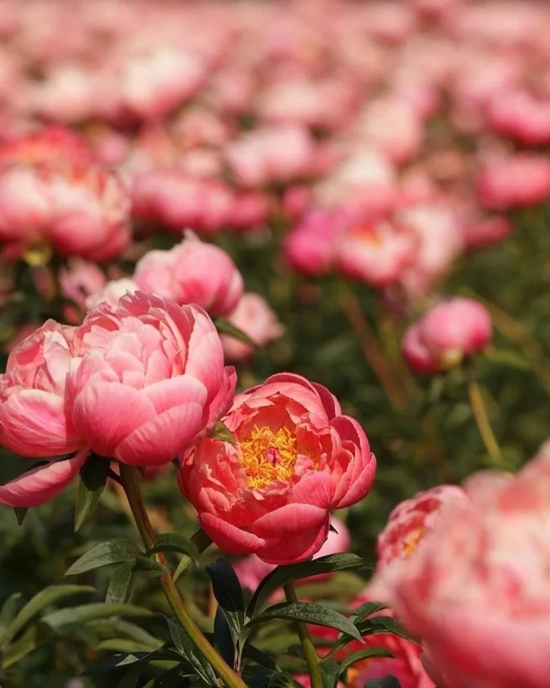 Peony
