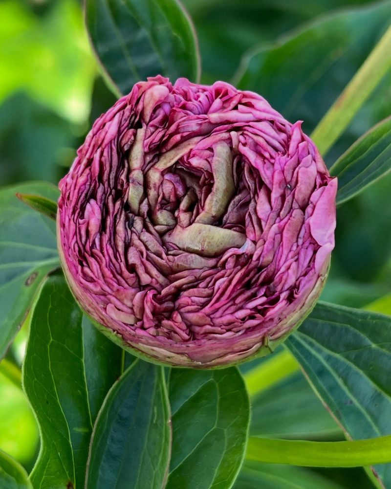Peony