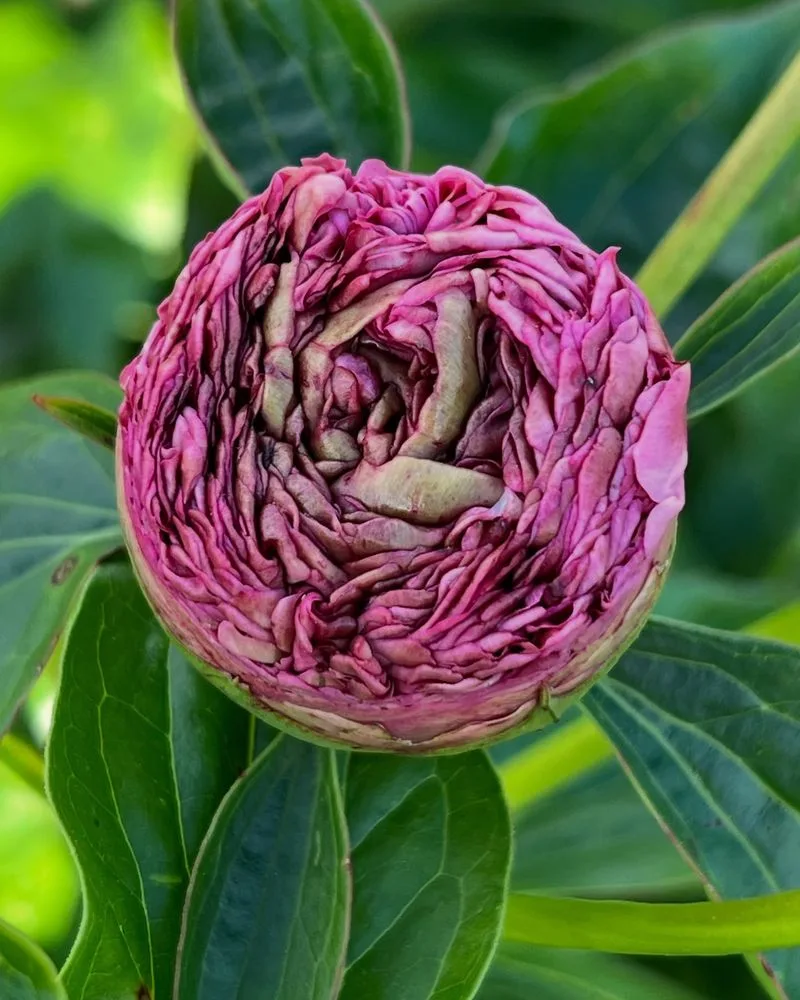 Peony
