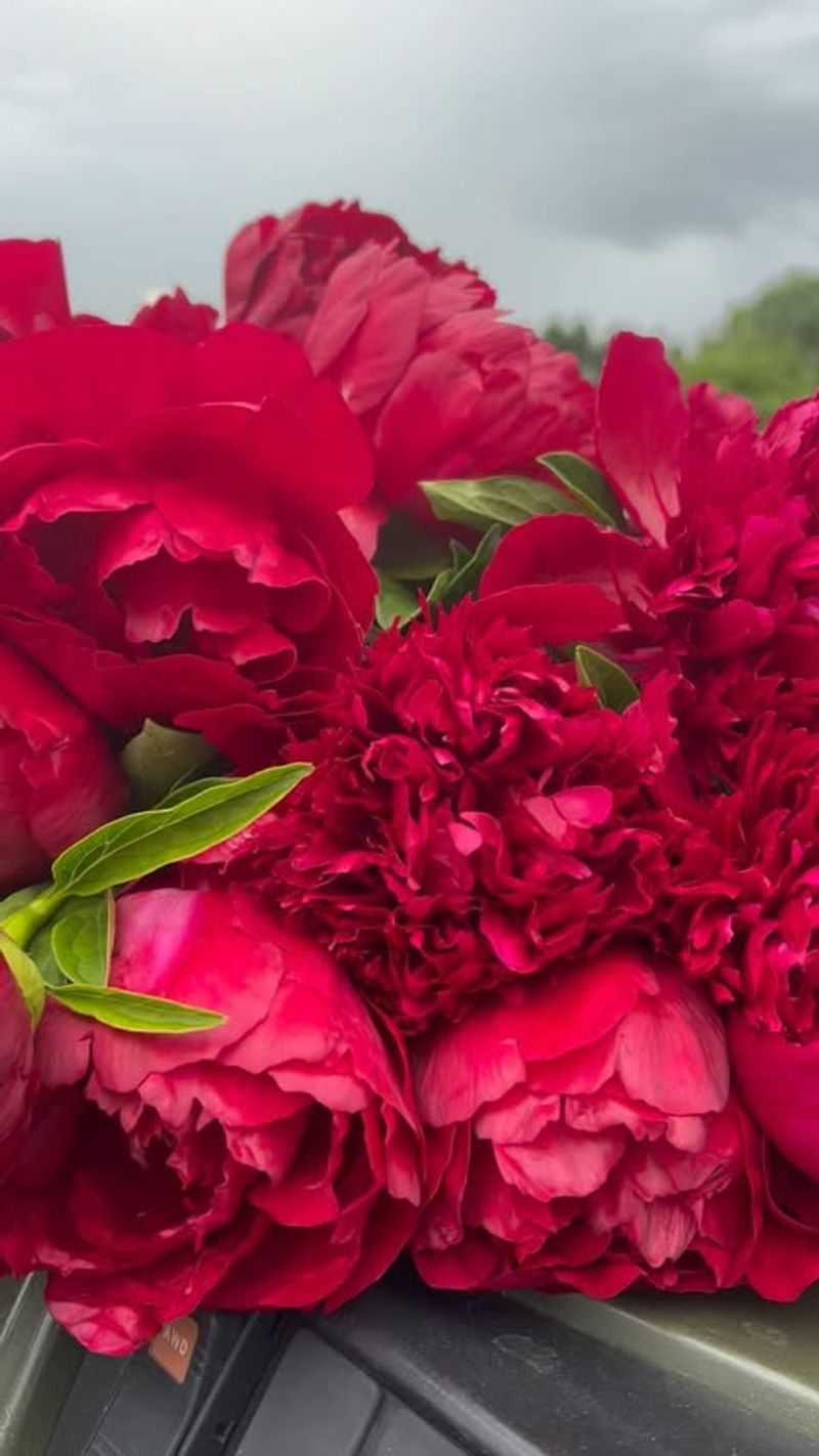 Peony