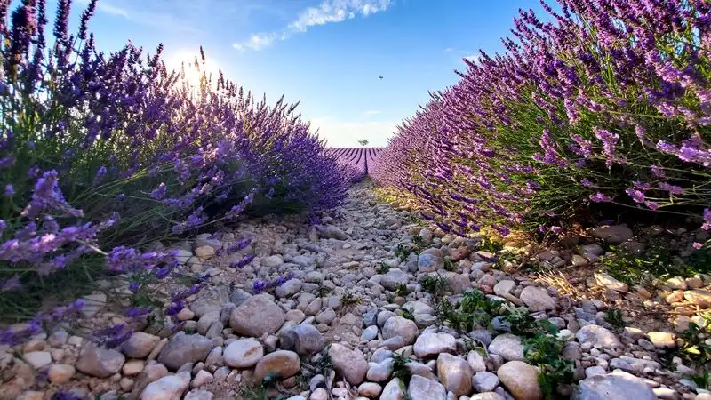 Lavender