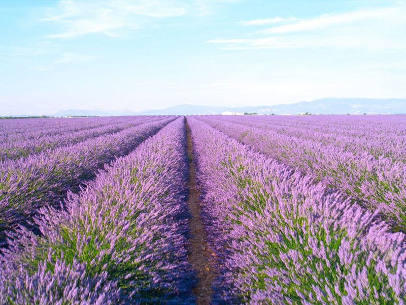 Lavender
