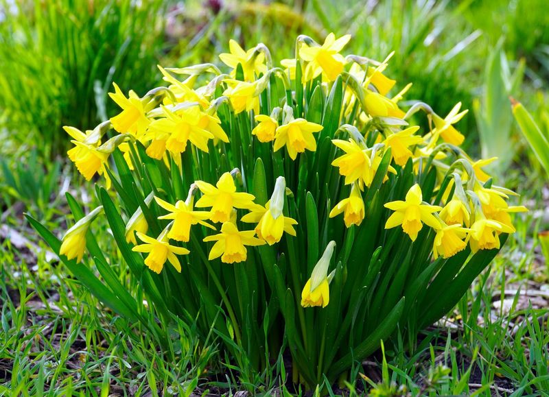 Daffodil