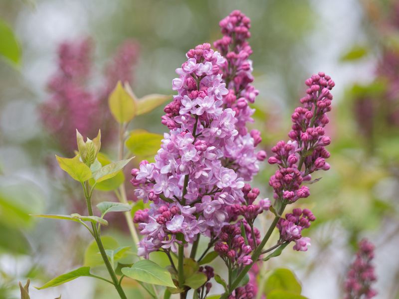 Lilac