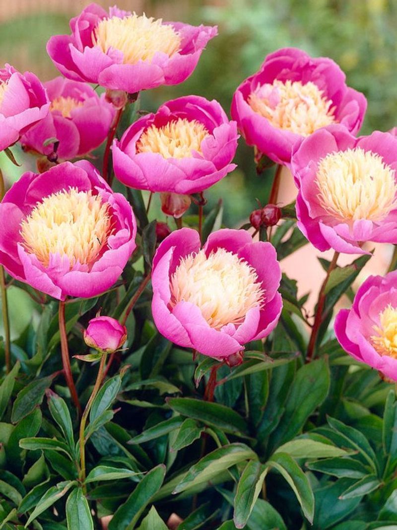 Peony