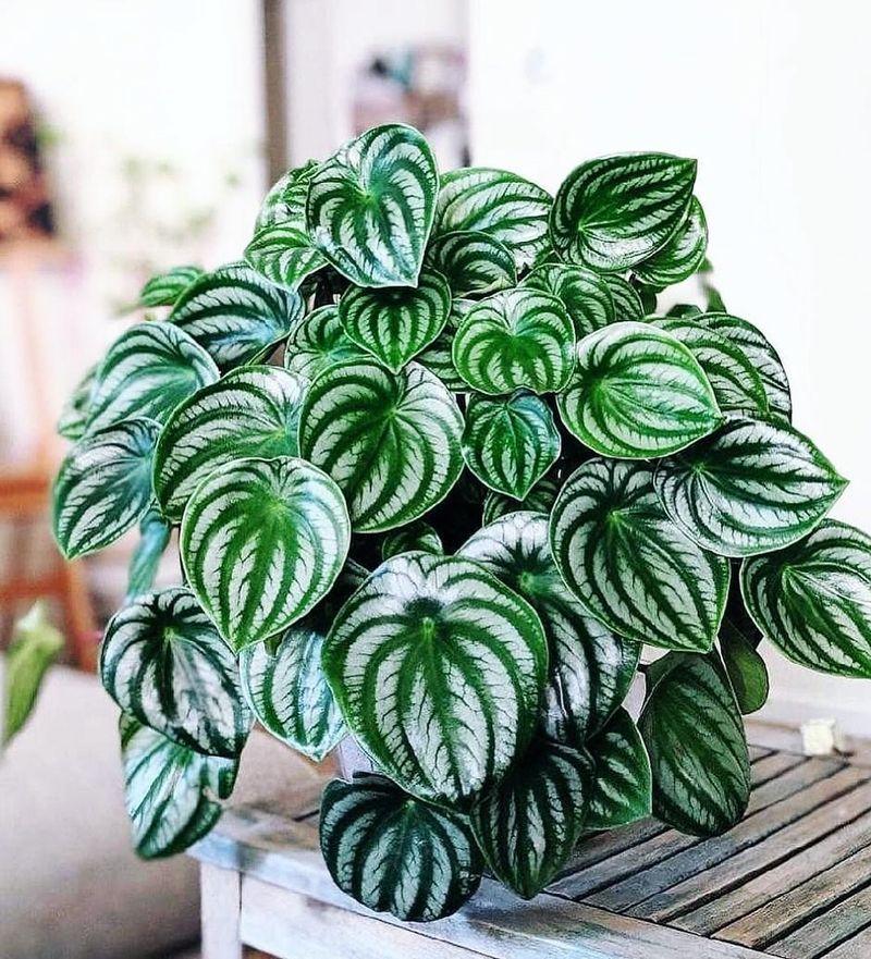 Peperomia
