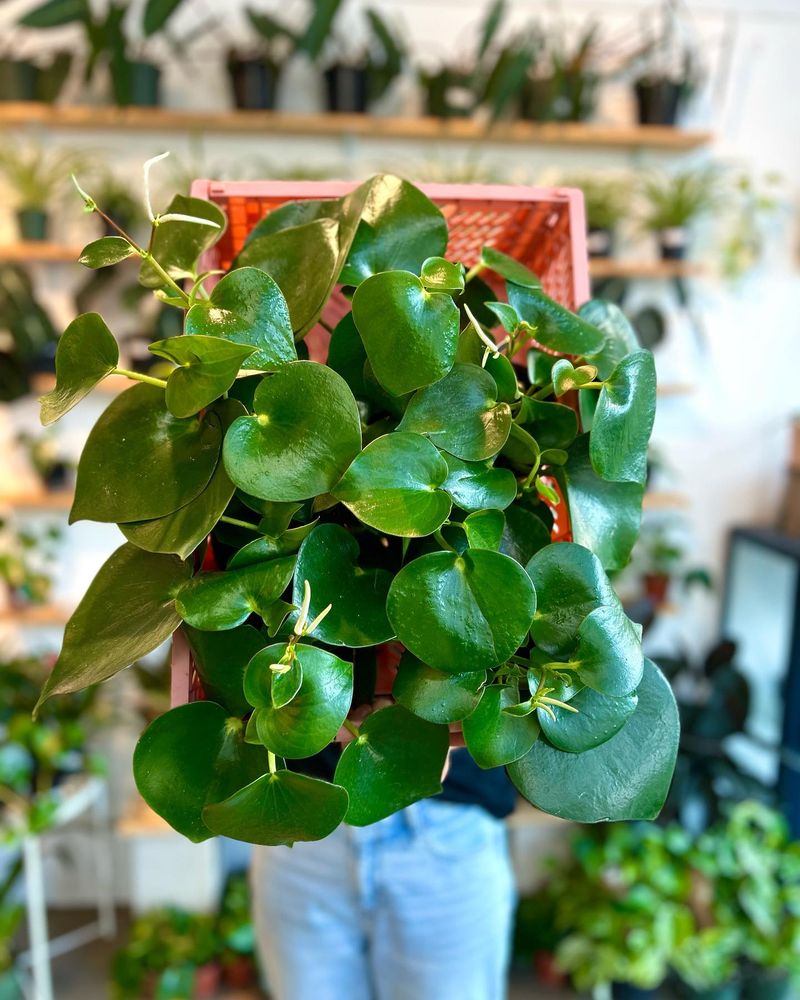 Peperomia