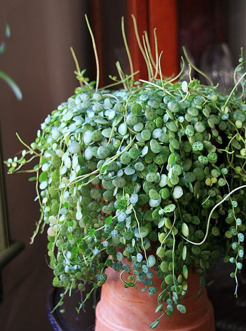 Peperomia