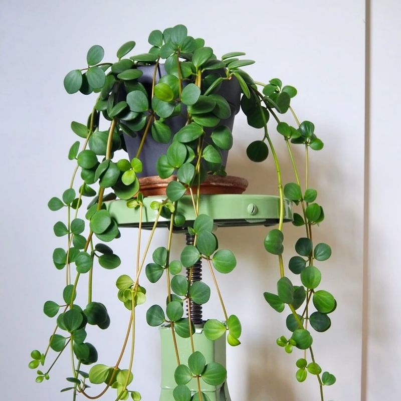 Peperomia Hope