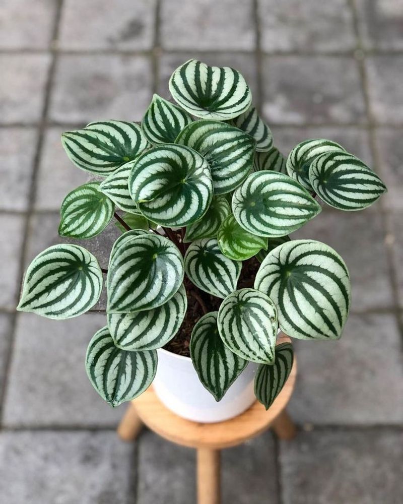 Peperomia