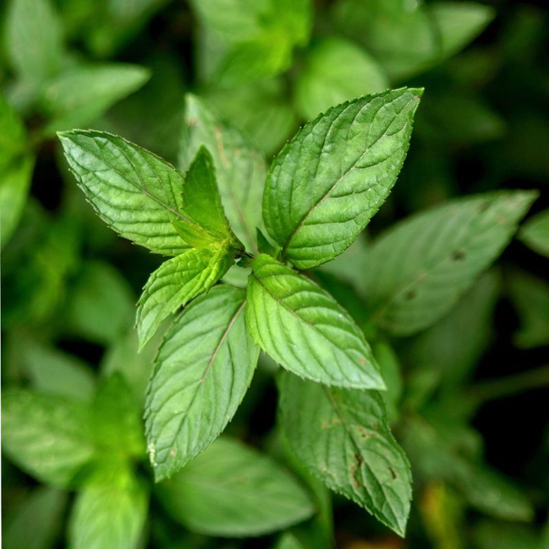 Peppermint