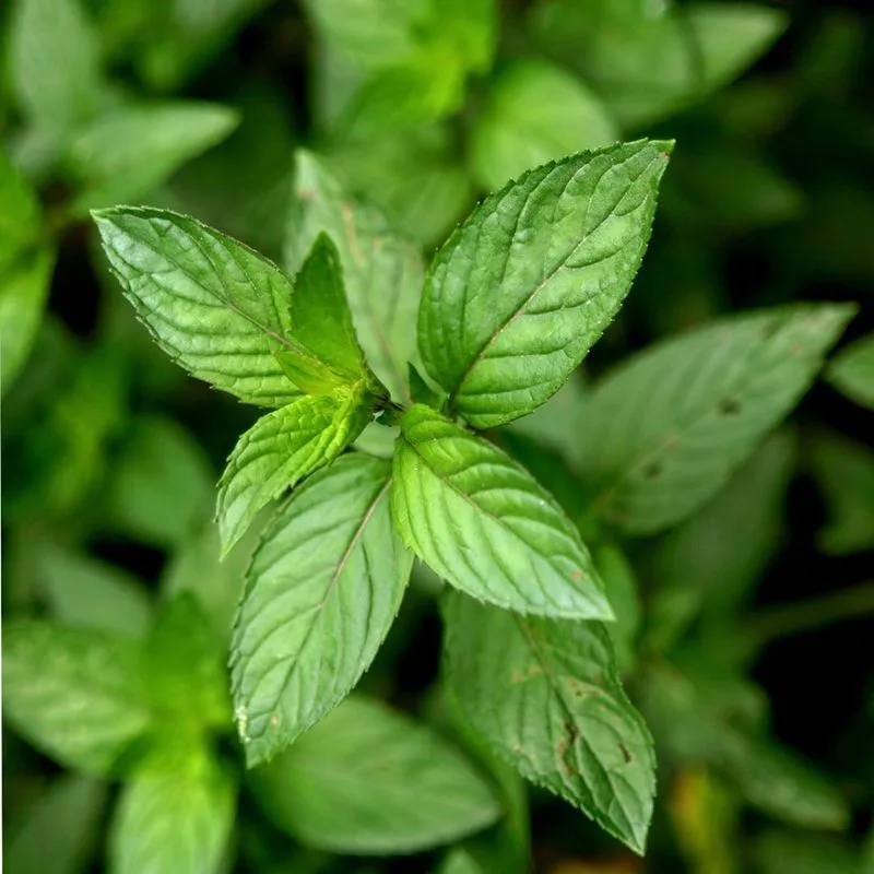 Peppermint