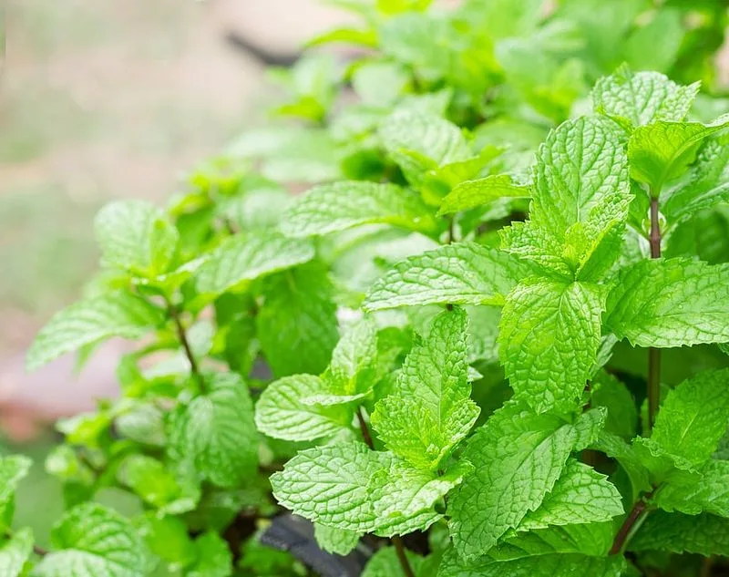 Peppermint