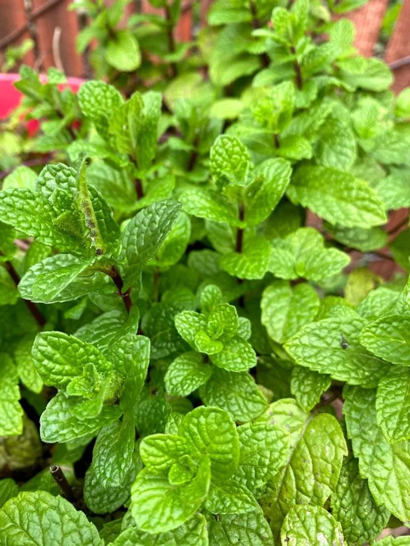 Peppermint: Fresh Breath of Life