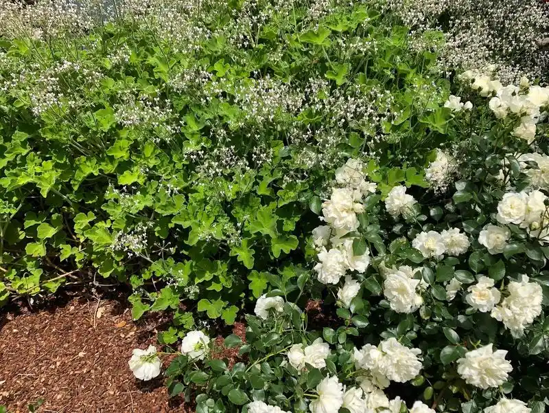 Peppermint Pelargonium